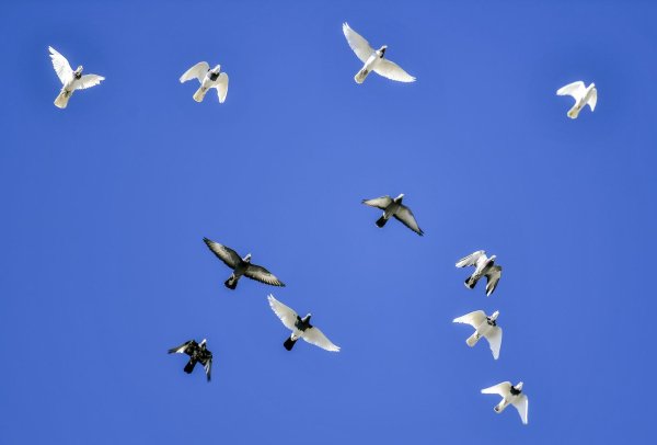 稳赢配资 最贵18万！一干部痴迷“翻翻鸽”，4年受贿95只价值132万，退休后获刑10年